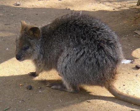Bettong standing in profile Stock Photos