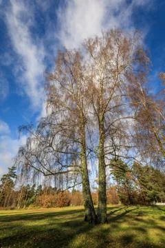 Betula pendula in autumn without leaves Stock Photos