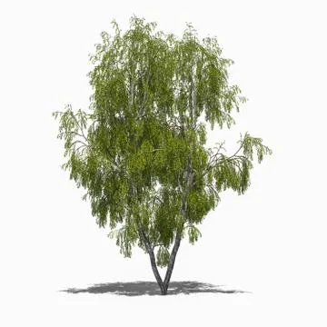 Betula pendula summer Stock Illustration