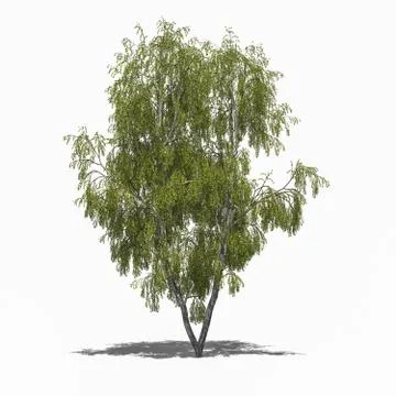 Betula pendula (summer) Stock Illustration