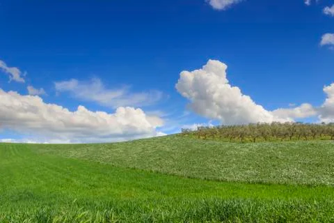 Between Apulia and Basilicata: hilly landscape with green cornfields.ITALY. Stock Photos