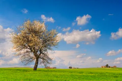 Between Apulia and Basilicata: spring landscape with wheat field.ITALY. Stock Photos