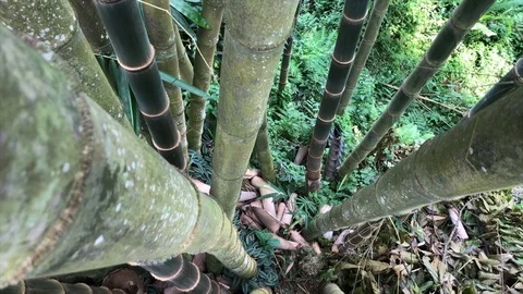 Between bamboo stalks on top Vidéo 108203369