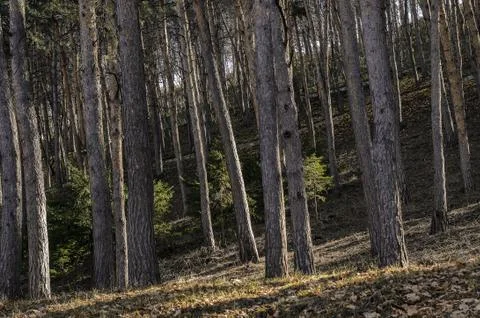 Between the big pine trees a small pine undergrowth grows. Time of the year i Stock Photos