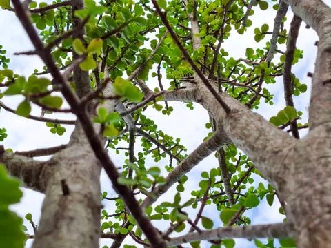 Between Branches and Sky: Natures Grandeur Stock Photos