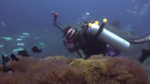 Between the camera and the whale shark (Rhincodon typus) with many remoras,.. Stock Footage 319416845