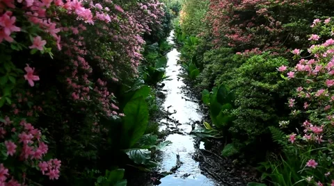 Between the flowers flowing creek. Stock Footage 62922756