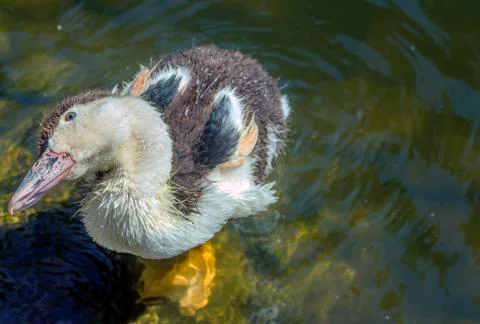 Between fluff and feathers - a funny young Mallard looking at the camera lens. Stock Photos