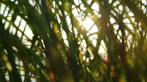 Between foliage Stock Footage 34719243