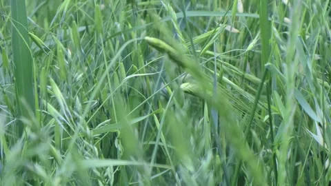 Between Grasses In Nature Stock Footage 274751249