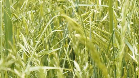 Between Grasses In Nature Stock Footage 274751304