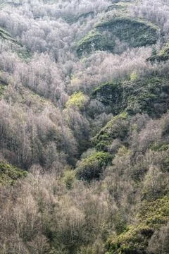 Between heather covered cliffs grow thick groves of willow and birch Stock Photos