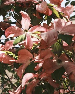 Between Hope and Grace - Delicate Petals of Spring Dogwood Stock Photos