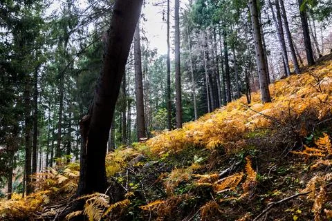 Between the leaves Stock Photos