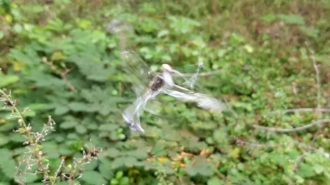 Between Life &amp; Death Stock Footage 237754884