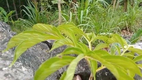 Between the naturally hollow rocks, there are water spinach plants growing. Stock Footage 325643789