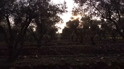 Between the Olive Trees Reverse Aerial Shot Stock Footage 237095374