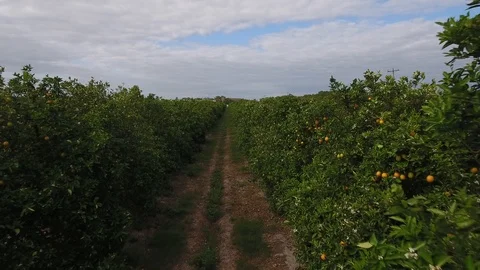 In between orange tree lines Stock Footage 100616330