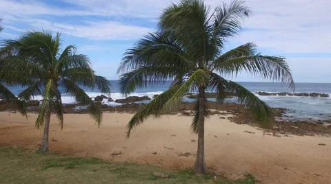 Between the Palm Trees Stock Footage 46697319
