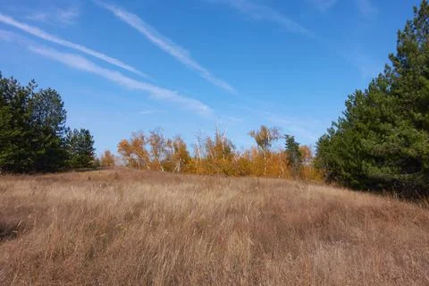 Between the pine trees there is a glade Stock Photos