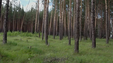 Between the pines. 스톡 동영상 112096884