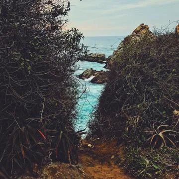 Between the plants at the end we can see the sea Stock Photos