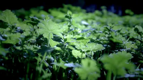 Between the plants Stock Footage 25042636