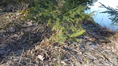 Between the quarry and the river Western Dvina Stock Footage 105218947