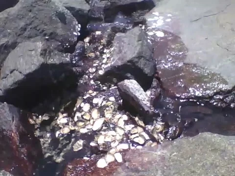 Between the rocks, there is a place with shellfish shells, the water rises Stock Footage 162147420