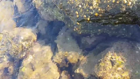 Between the rocks, by the water: a detail Stock Footage 148512384