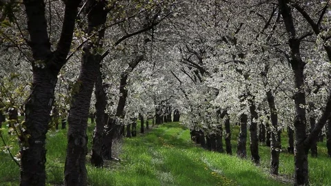 Between a row of trees Stock Footage 78602792