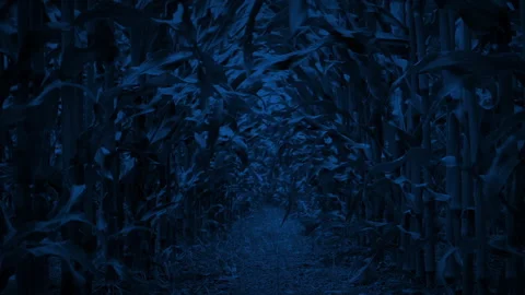 Between Rows Of Corn In Breeze At Night Stock Footage 338188731