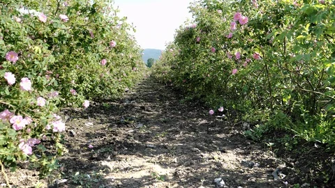 Between Rows Of Roses In An Agricultural Field Stock Footage 102651850