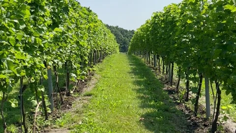 Between rows of vineyards Stock Footage 247472688