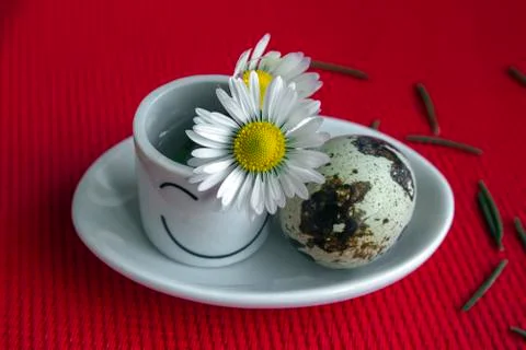 Between Spring and Winter. Still life with daisies. Stock Photos