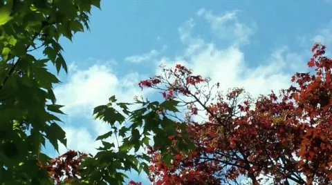 Between summer and fall 48sec Stock Footage 397225