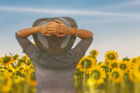 Between the sunflowers Stock Photos