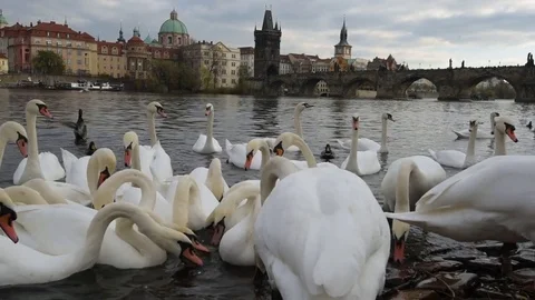 In between swans in the city Video stock 82943932