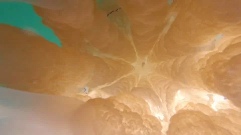 Between The Tentacles Stock Footage 263800380