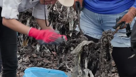 Between trash and skyscrapers, an environmental awareness day on Panama's coast, Stock Footage 345927533