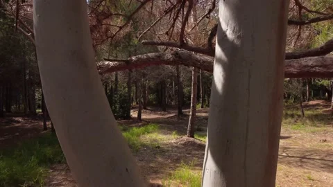 Between Trees Aerial Shot Dense Forest Stock Footage 236746088