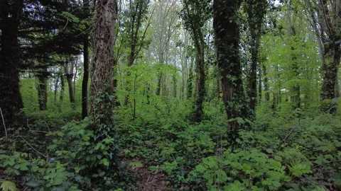 Between the trees and green vegetation Stock Footage 153232194