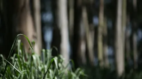 Between the trees. Stockbeeldmateriaal 12364318