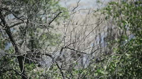 Between trees. 库存影片 12434431