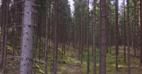 Between trees Stock Footage 137909365