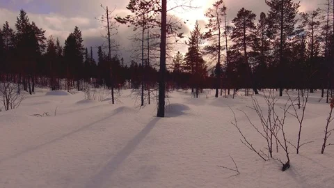 Between the trees in the forest Stock Footage 90743620