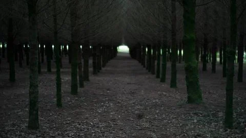 Between the trees in a Forest Foto stock