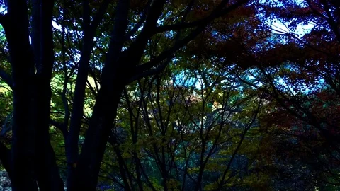 To between trees: gimbal Stockbeeldmateriaal 80149114