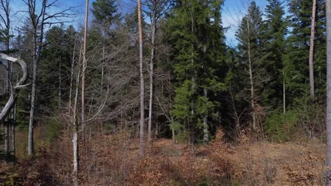 Between trees of a mixed forest Stock Footage 242174446