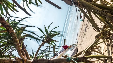 Between Trees Ocean Turn Timelapse 4k Stock Footage 85969209